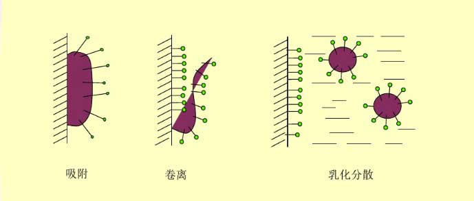 （圖：表面活性劑的去污過程）